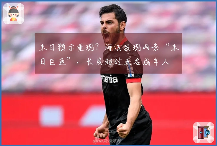 末日预示重现？海滨发现两条“末日巨鱼”，长度超过五名成年人